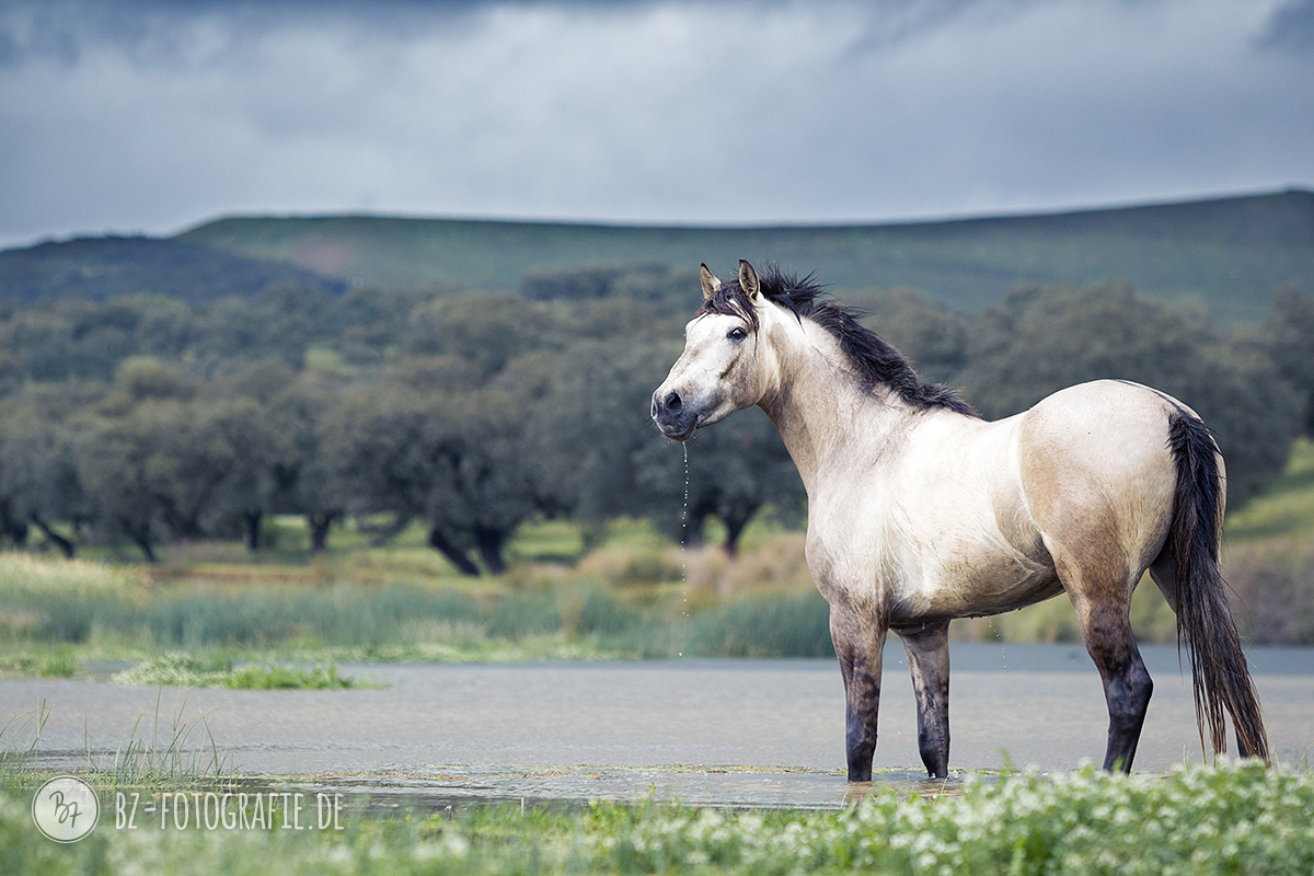 Pferdefoto Hispano-Araber im Wasser in Andalusien