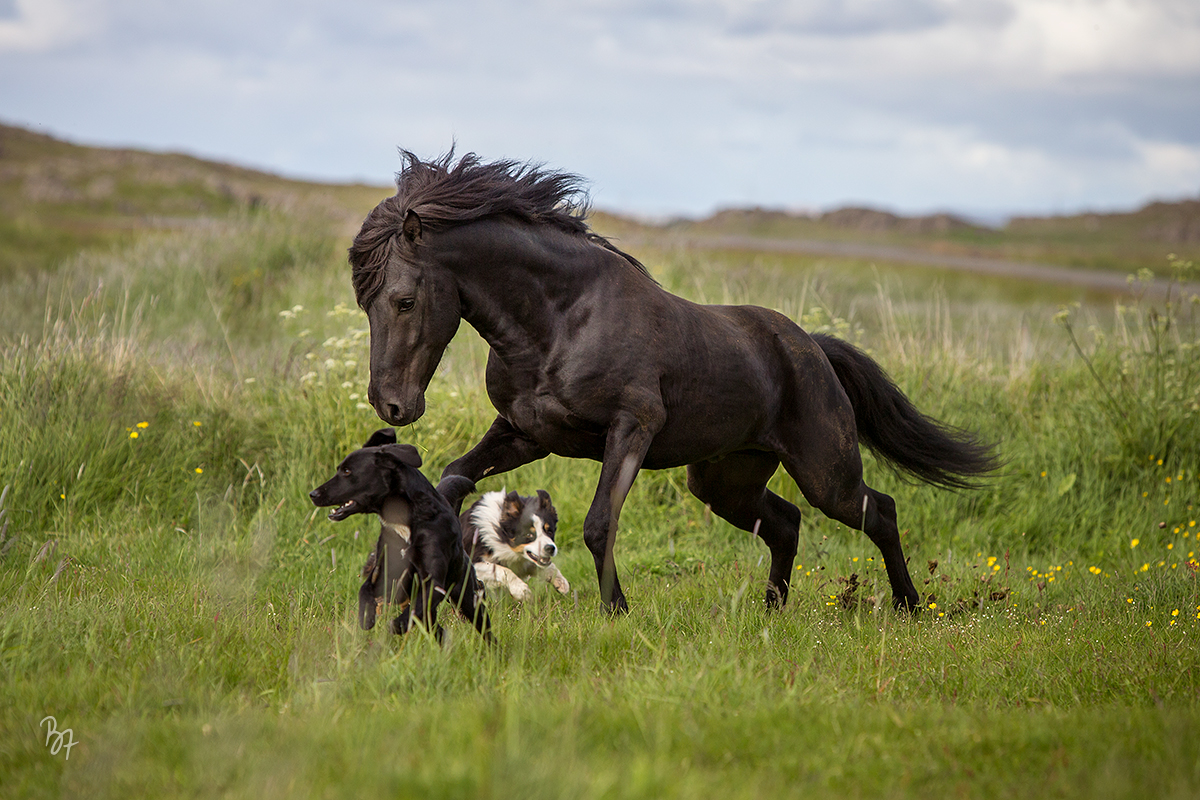 Islandhengst mit Hunden auf der Weide