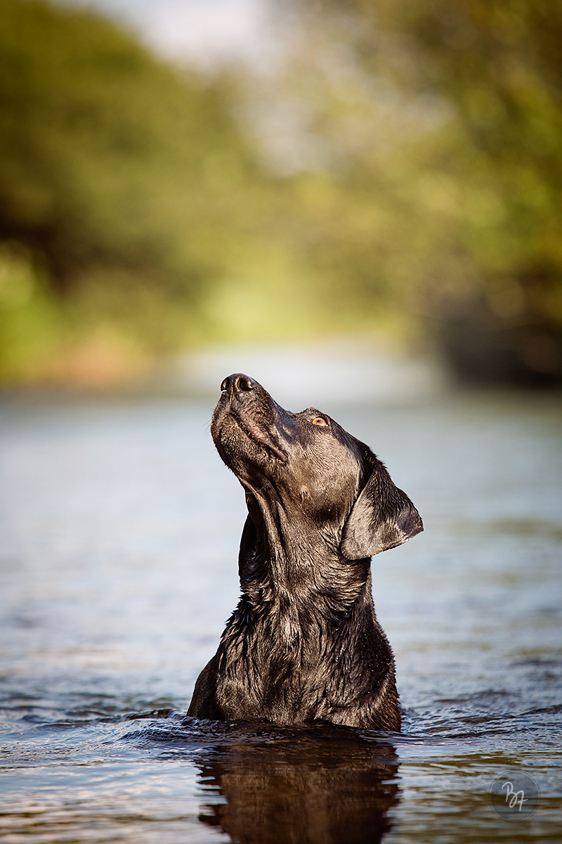 Hundefoto Labrador im Wasser - Tierfotograf München