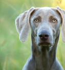 Portraitfoto eines fokussierten Weimaraners