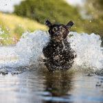 Hundefoto Labrador im Wasser im Sprung