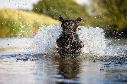Hundefoto Labrador im Wasser im Sprung
