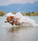 Actionfoto eines Magyar Viszla im Wasser vor oberbayerischer Kulisse