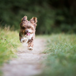 Hundefoto kleiner Hund im Lauf - Tierfotograf München