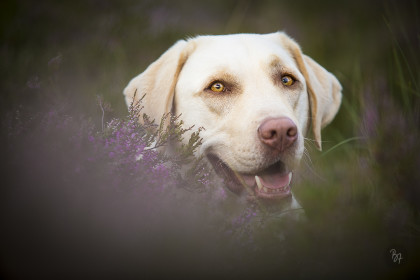 Hundefoto Labrador in der Heide - Tierfotograf München