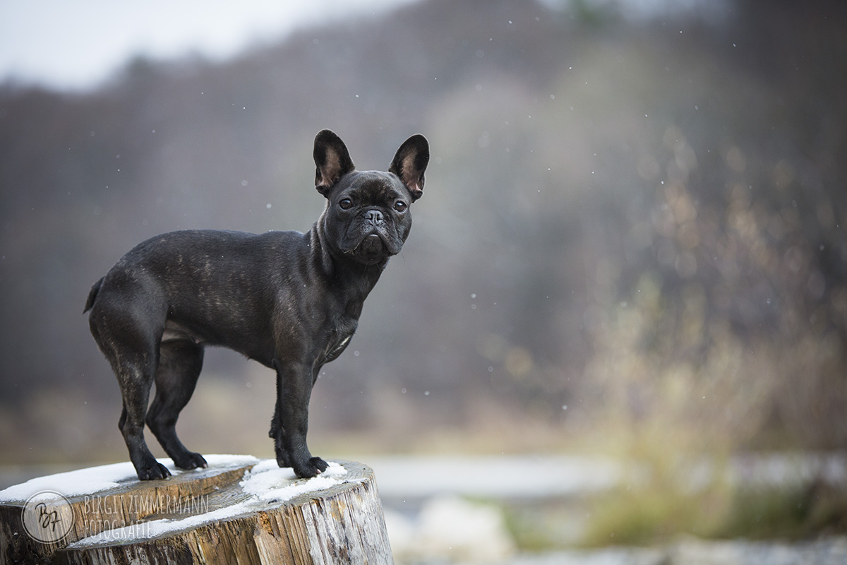 Hundefotografie in München: Frenchie an der Isar