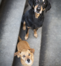 Zwei Hunde auf einer Treppe in München