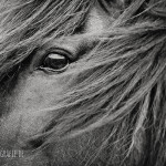 Pferdefotografie | Auge von Flygill frá Horni | BZ Fotografie