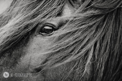 Pferdefotografie | Auge von Flygill frá Horni | BZ Fotografie