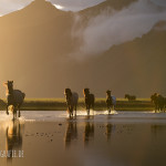 Islandpferde-Herde im Wasser bei Sonnenuntergang