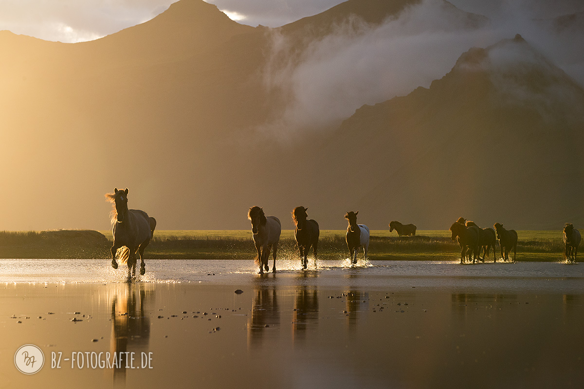 Islandpferde-Herde im Wasser bei Sonnenuntergang