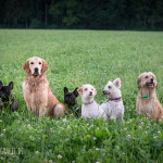 Hundegruppe beim Socialwalk in Aßling | BZ Fotografie