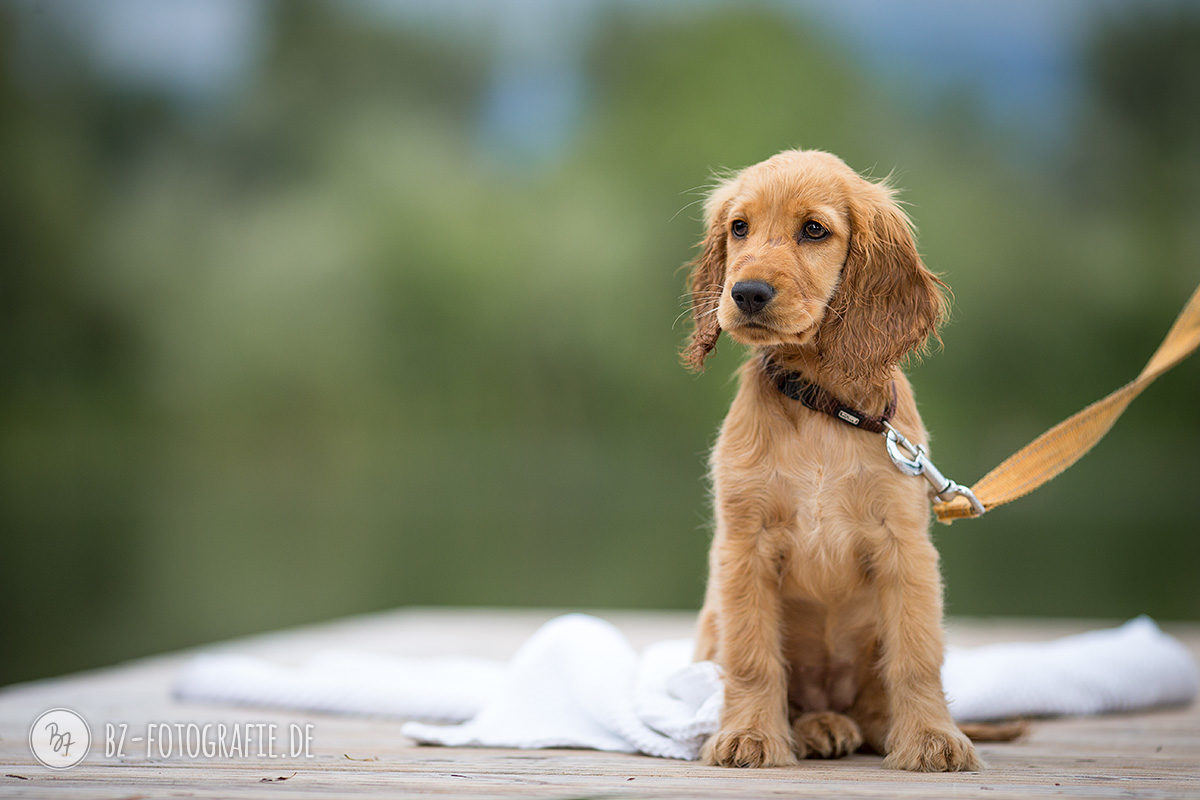 Spaniel-Welpe am Badesteg bei Rosenheim