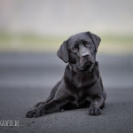 Schwarzer Labrador auf schwarzem Sandstrand