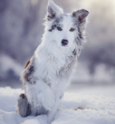 Hundefotografie in Oberbayern: Border Collie im Schnee
