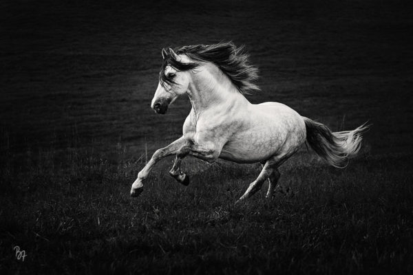 Pferdefotografie Birgit Zimmermann Fotografie