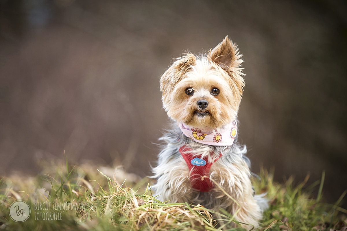 hunde für senioren vermittlung