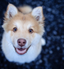 Portraitfoto eines fröhlichen jungen Islandhundes