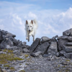 hundefotografen-bergtour-mareike-25