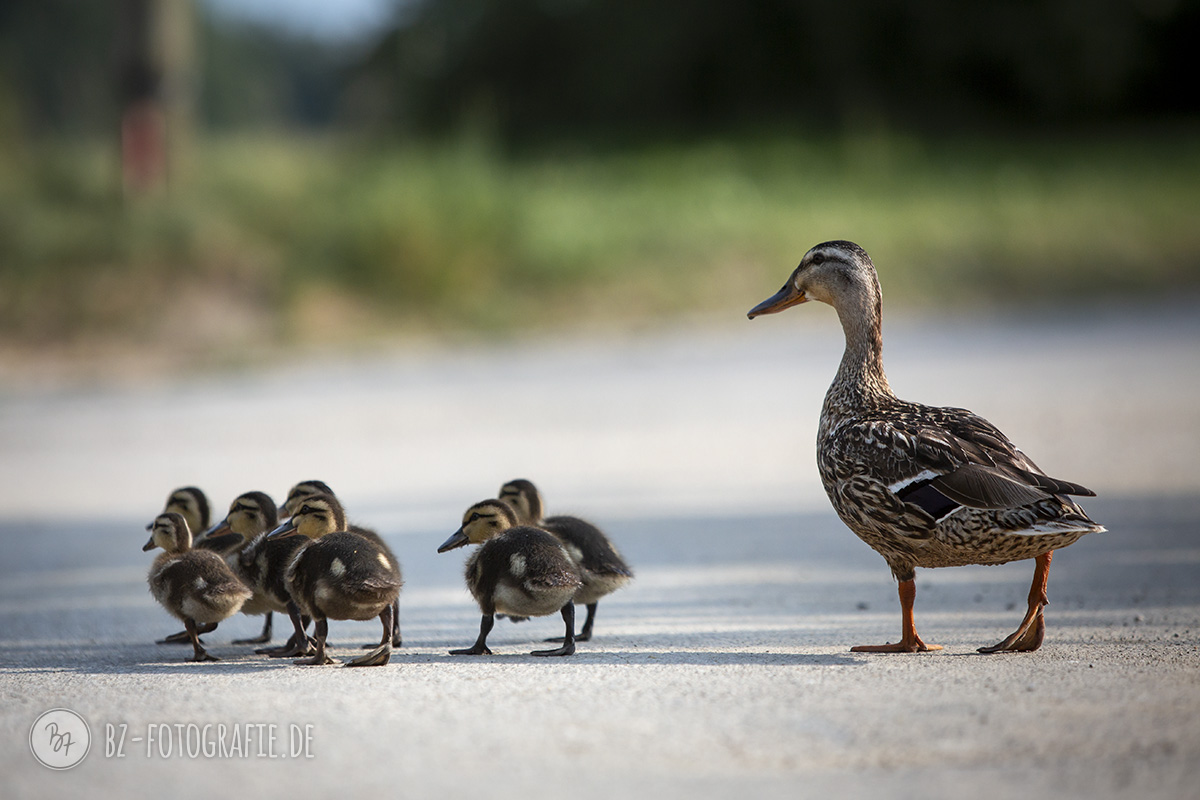 Enten im Garten Birgit Zimmermann Fotografie