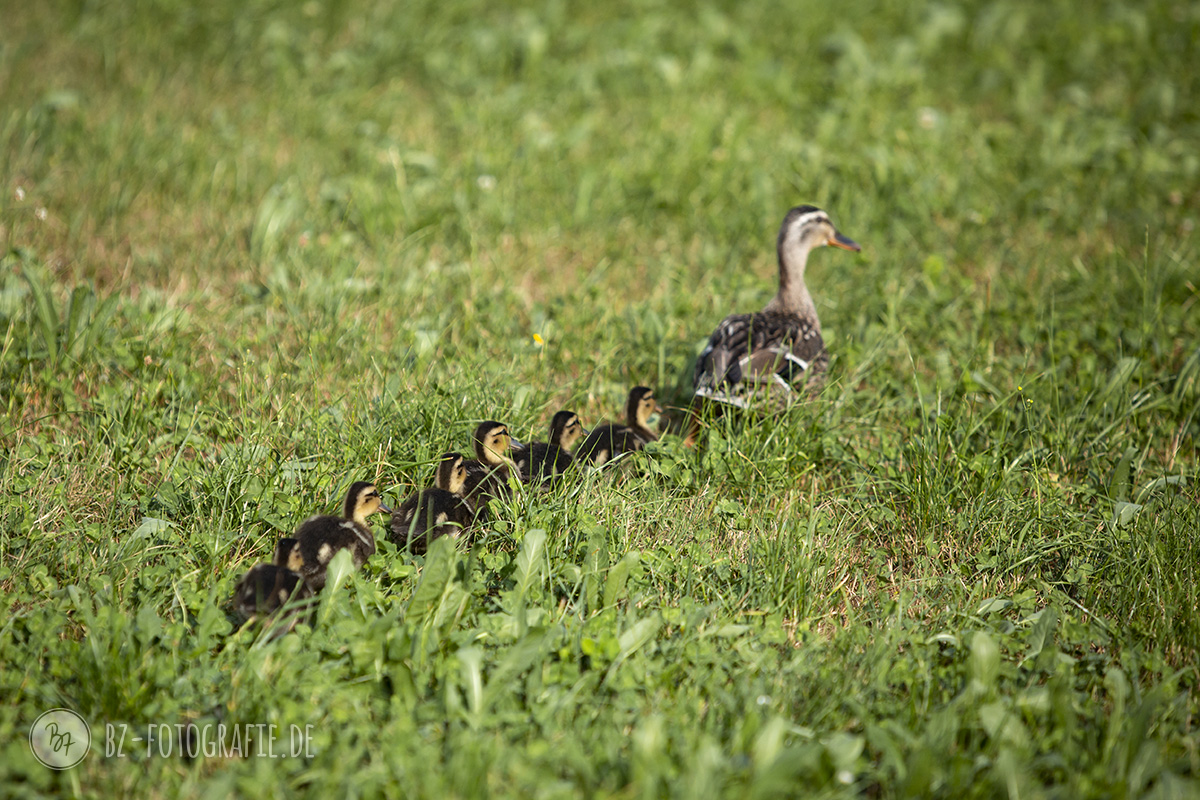 Enten im Garten Birgit Zimmermann Fotografie