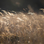 Zitatesammlung island-portrait-dagmar-26