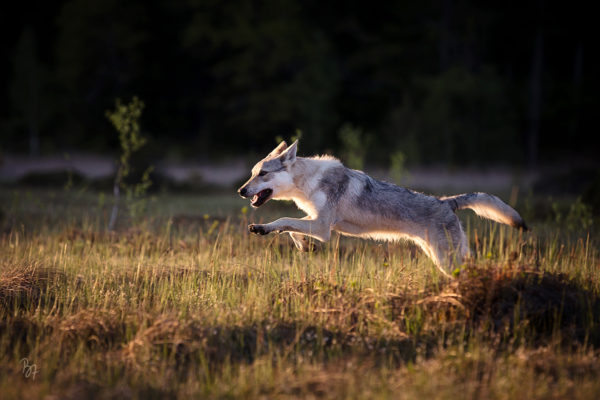 Foto eines Wolfhundes beim Sprint über eine Moorwiese