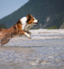 Action-Foto eines Hundes im Wasser vor oberbayerischer Bergkulisse