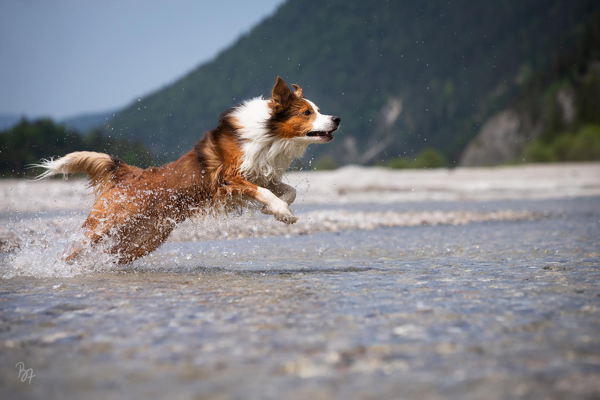 Action-Foto eines Hundes im Wasser vor oberbayerischer Bergkulisse