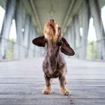 Foto eines bellenden Dackels auf einer Brücke in München