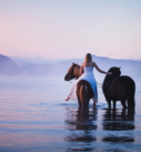 Pferdefotografie Bayern: Frau mit zwei Pferden im Wasser an einem Nebelmorgen