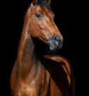 Pferdefotografie in Bayern: Warmblut vor schwarzem Hintergrund