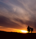 Pferdefotografie: Reiterin mit Handpferd im Sonnenuntergang