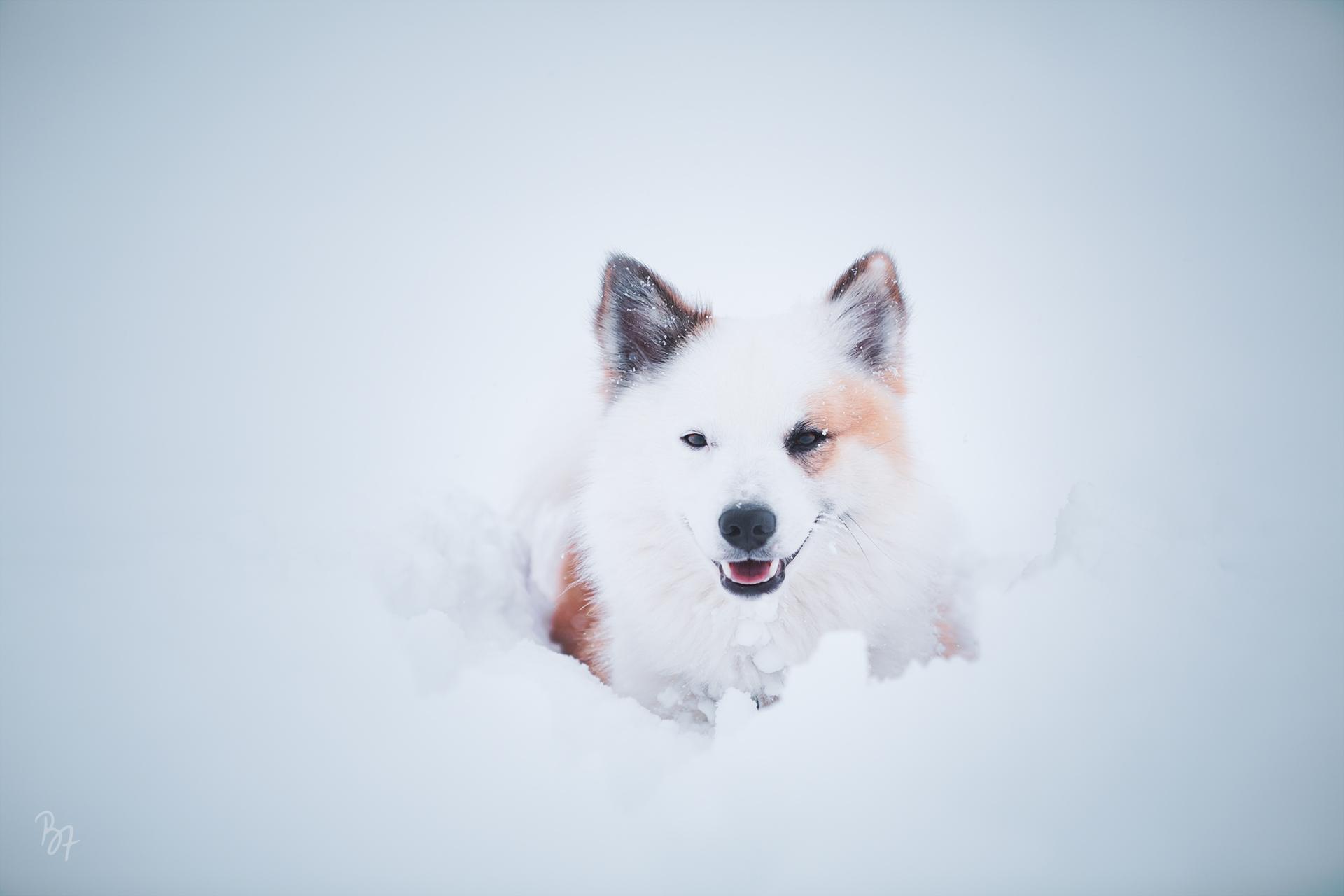 Portrait von Islandhund Bolti im Tiefschnee
