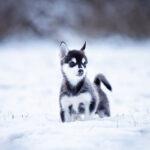 Pomsky-Welpe beim Fotoshooting im Schnee