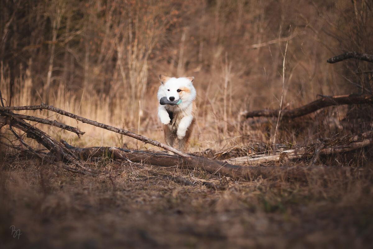 Islandhund Bolti beim Sprung mit Futterdummy über Baumstamm