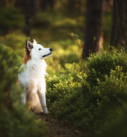 Portrait eines jungen Islandhundes in einem Wald bei Rosenheim