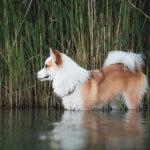 Islandhund Bolti im Wasser mit Schilf im Hintergrund