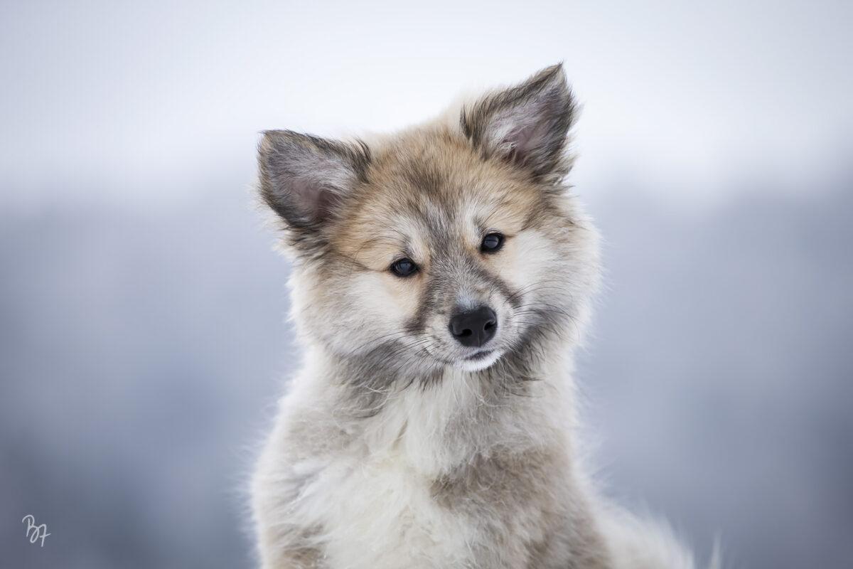 Foto-Portrait eines Islandhund-Welpen im Schnee bei München