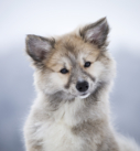 Portrait eines Islandhunde-Welpen im Schnee bei München