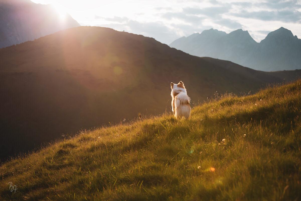 Fotografie eines Hundes, der ausgelassen auf einer Bergwiese herumspringt
