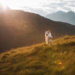 Fotografie eines Islandhundes, der ausgelassen auf einer Bergwiese herumspringt