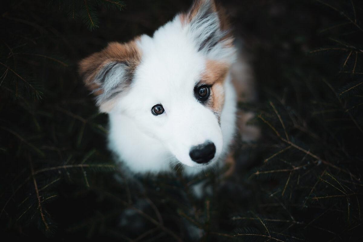 Portraitfoto von Islandhund Bolti als Welpe