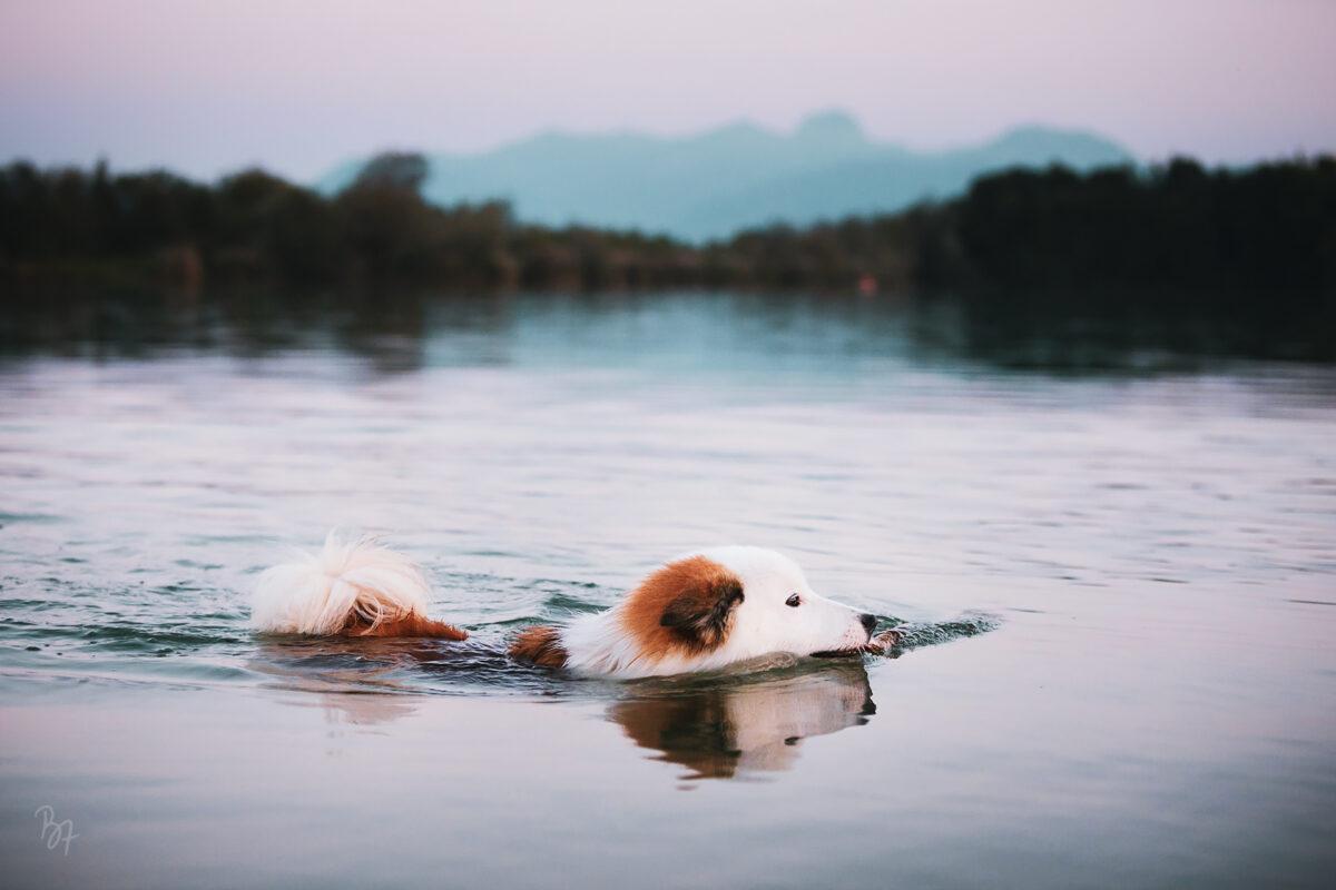 Foto von Islandhund Bolti beim Apportieren eines Stöckchens aus dem Wasser
