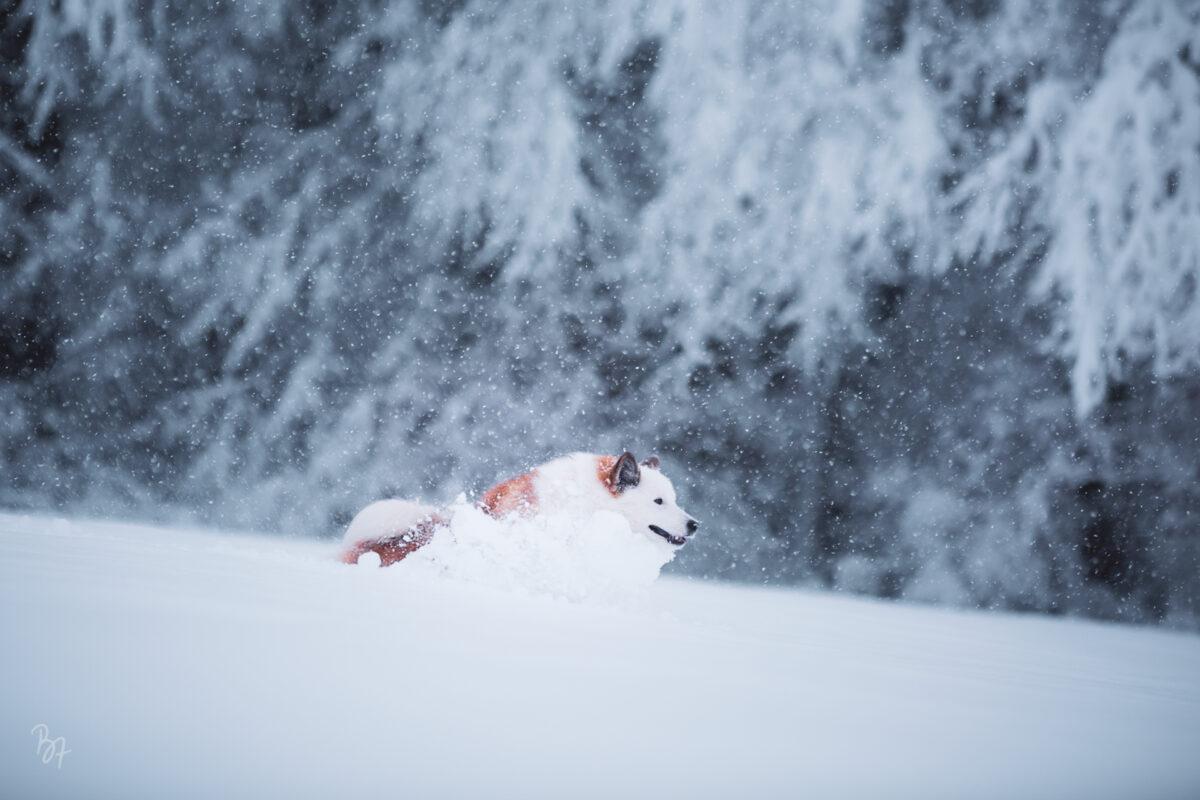 Islandhund Bolti tobt durch den Schnee