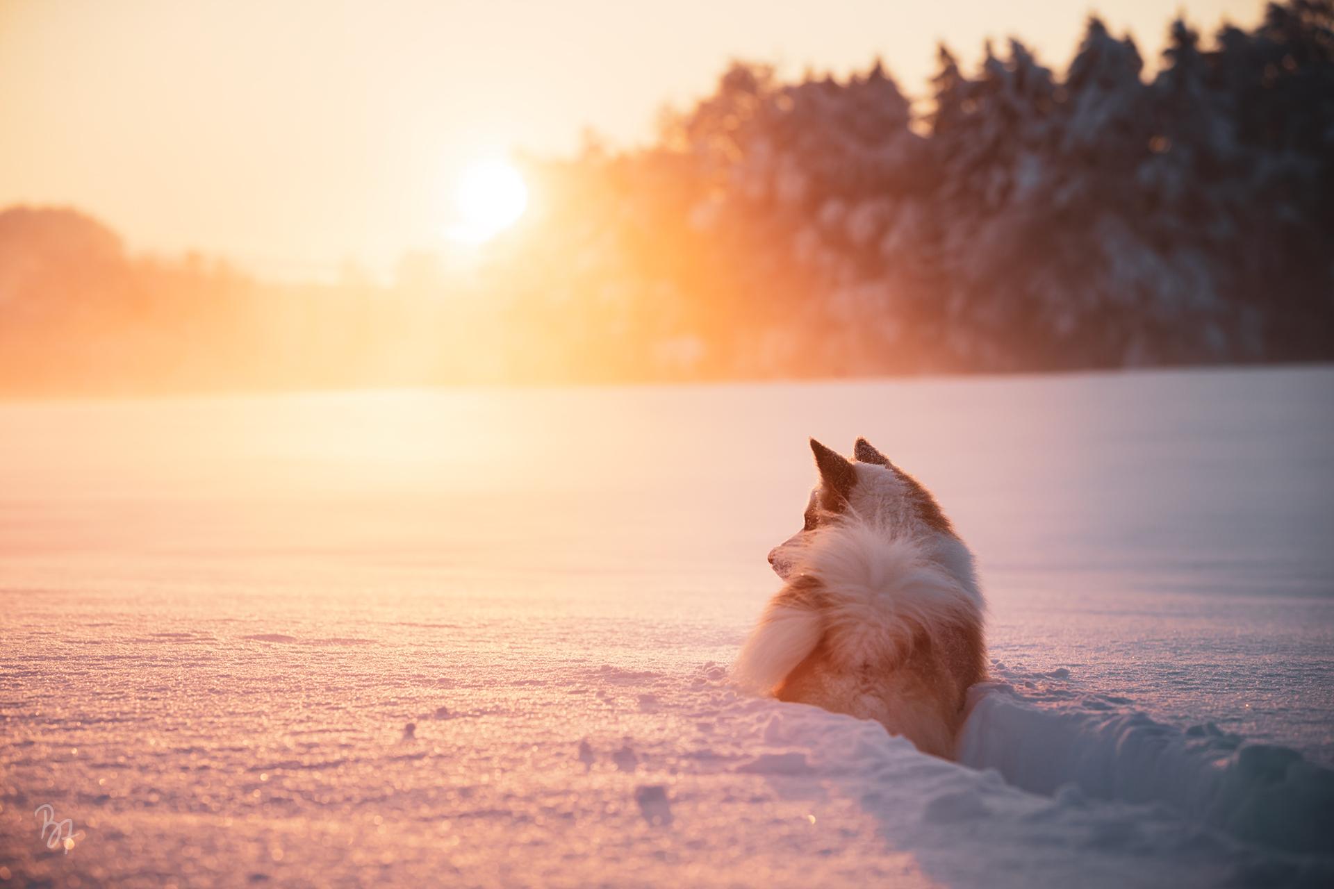 Islandhund Bolti im tiefen Schnee bei Sonnenuntergang