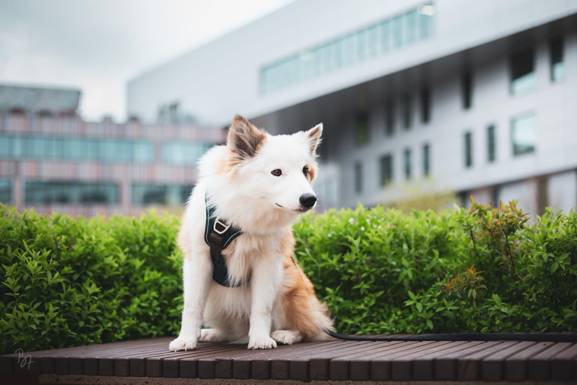Islandhund Bolti sitzt auf einer Bank vor urbaner Kulisse