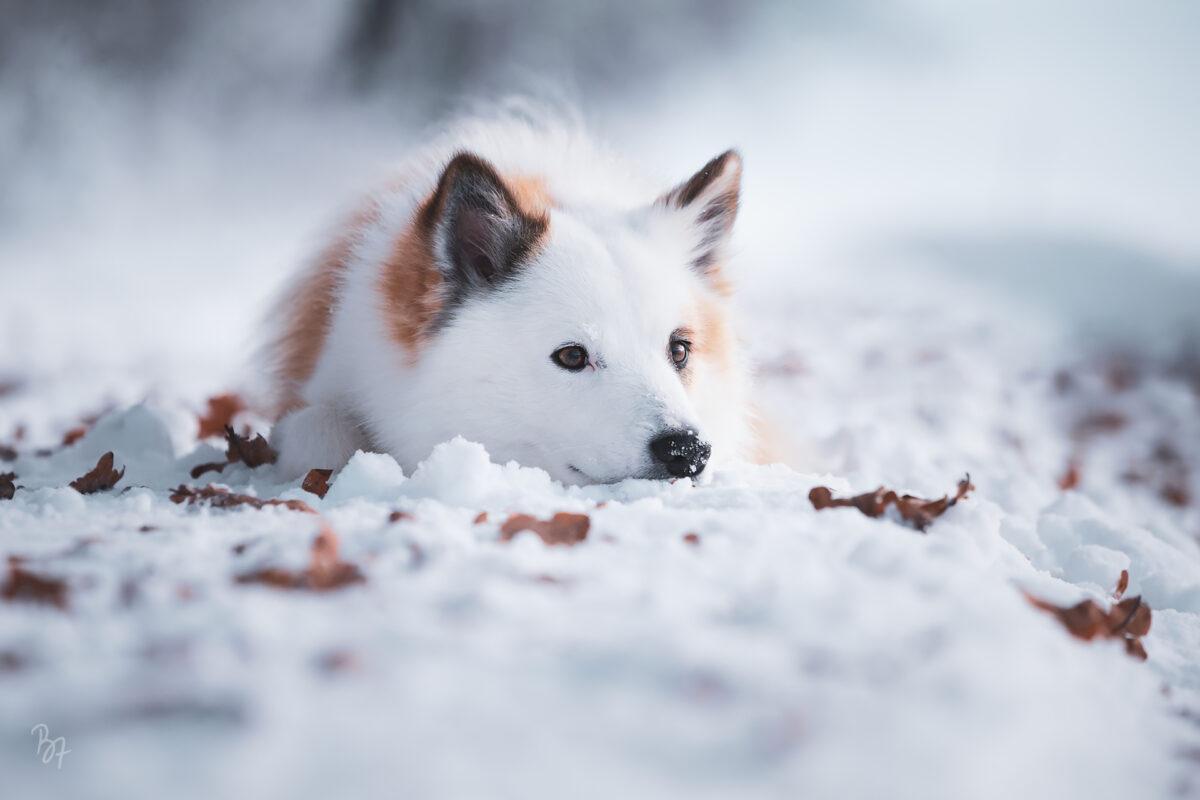 Foto von Islandhund Bolti im Schnee beim Kommando "Down"