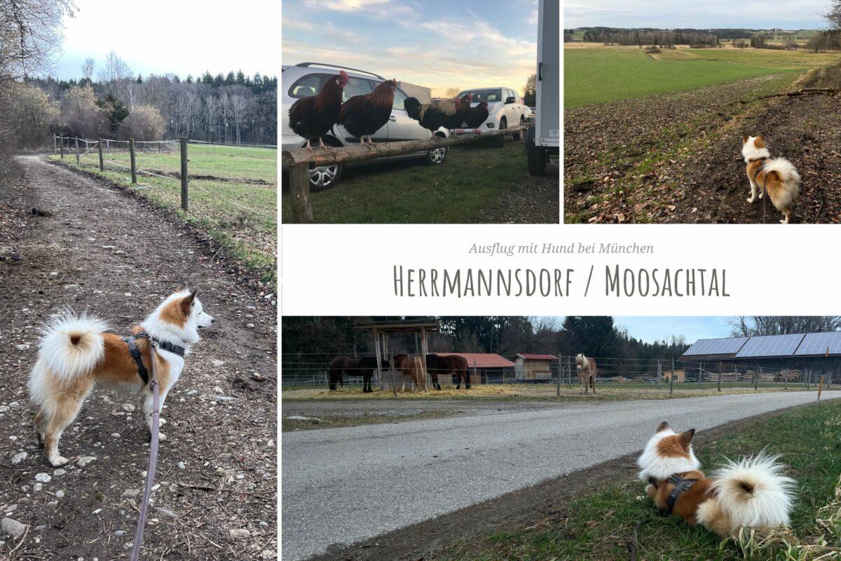 Fotocollage von einem Ausflug nach Herermannsdorf und ins Moosachtal mit Hund