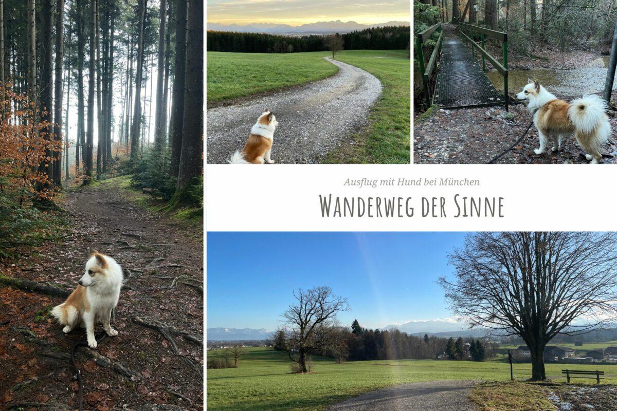 Fotocollage von einem Ausflug an den Wanderweg der Sinne mit Hund